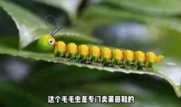 娱乐吃瓜酱毛毛虫,揭秘娱乐圈那些不为人知的幕后故事